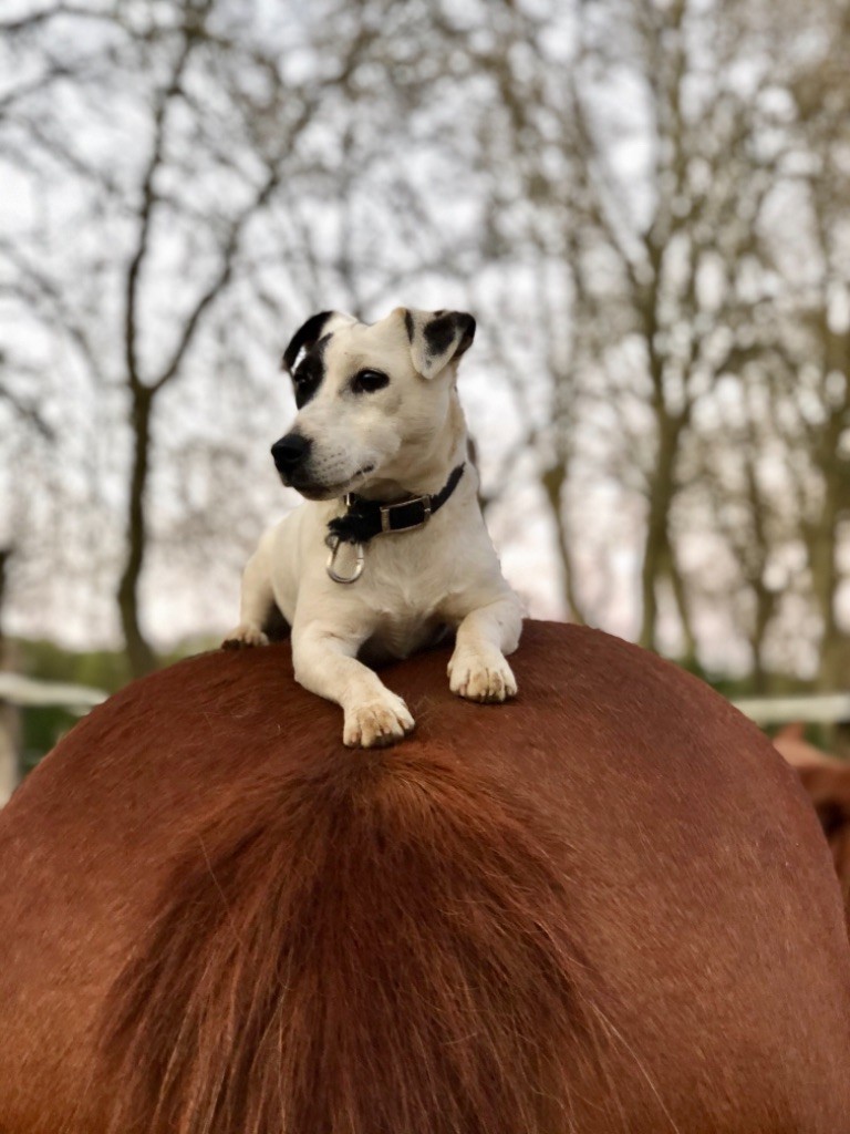 Olly du moulin sault (Sans Affixe)