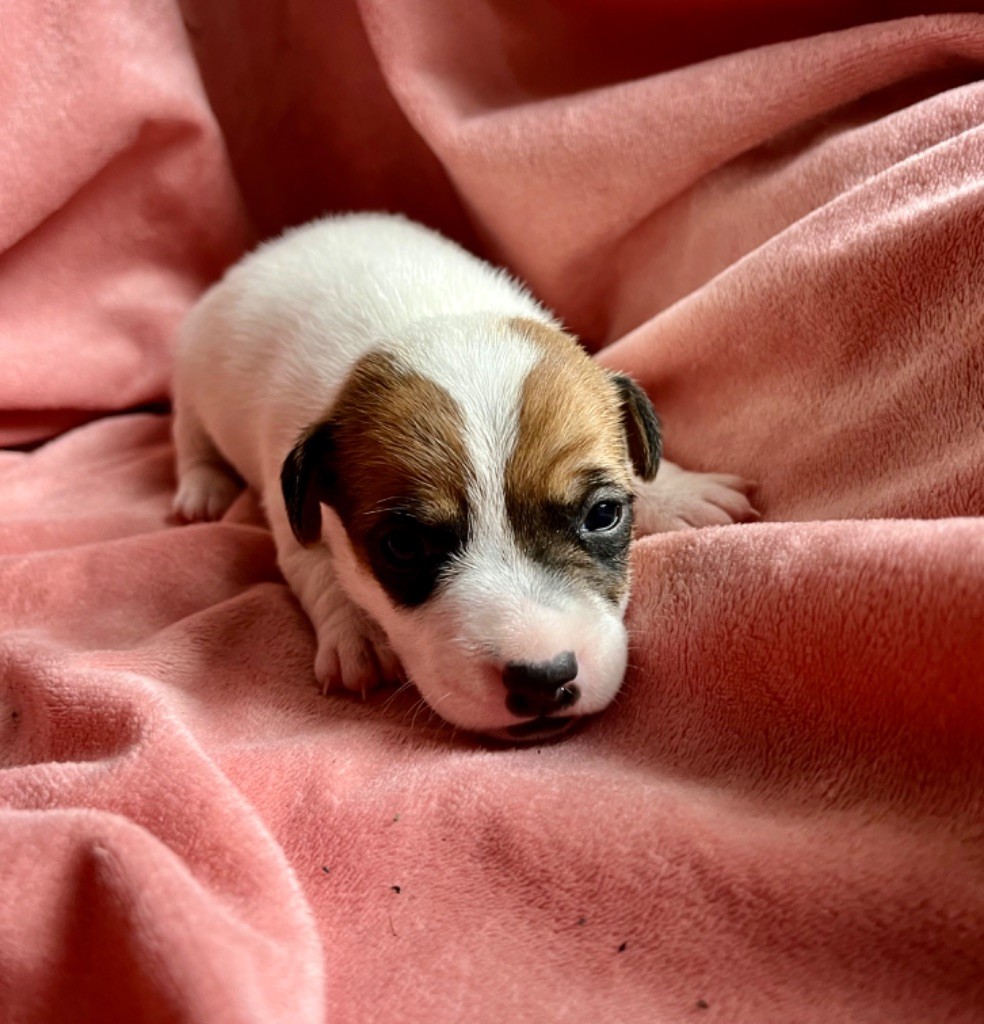 Mélissa Guyot - Chiot disponible  - Jack Russell Terrier