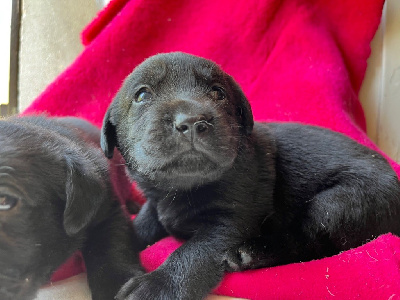 Mélissa Guyot - Labrador Retriever - Portée née le 18/07/2024