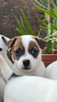 Mélissa Guyot - Jack Russell Terrier - Portée née le 19/04/2024