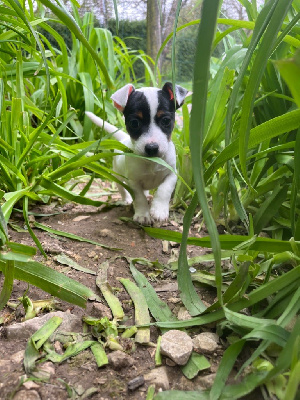 Mélissa Guyot - Jack Russell Terrier - Portée née le 05/02/2024