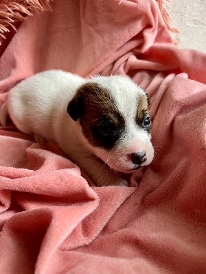 Mélissa Guyot - Jack Russell Terrier - Portée née le 19/04/2024