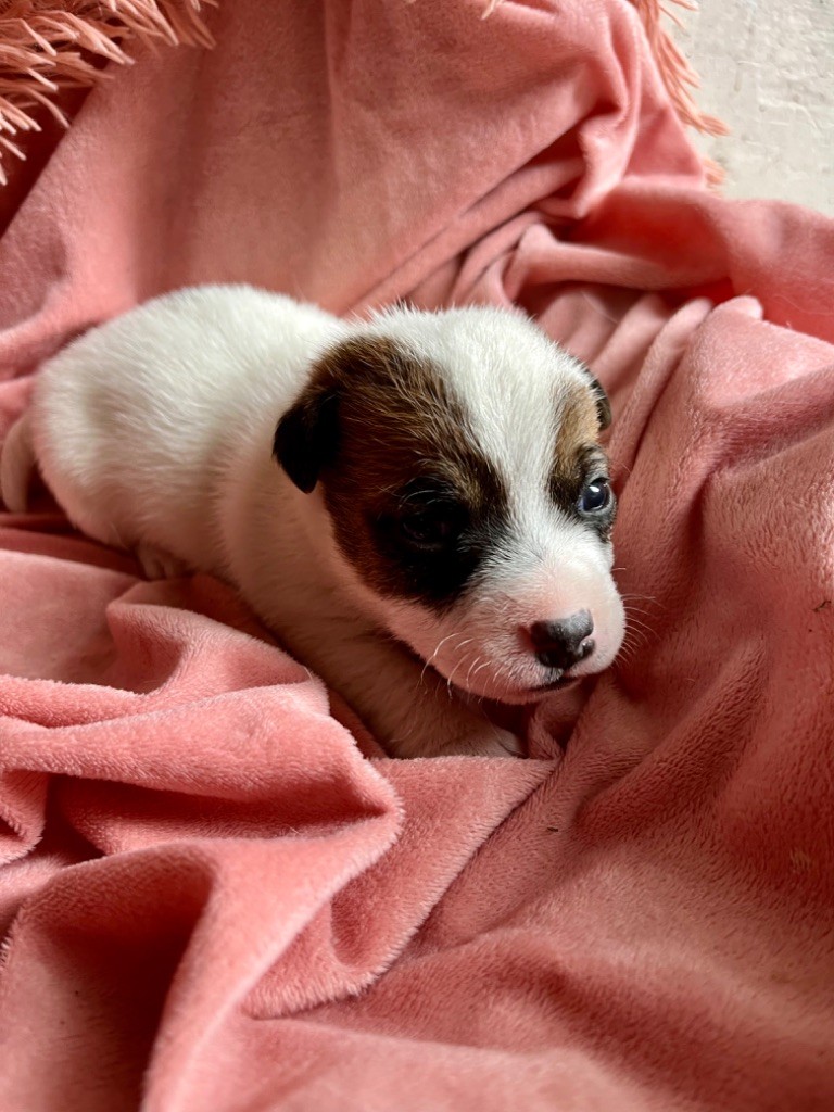 Mélissa Guyot - Chiot disponible  - Jack Russell Terrier