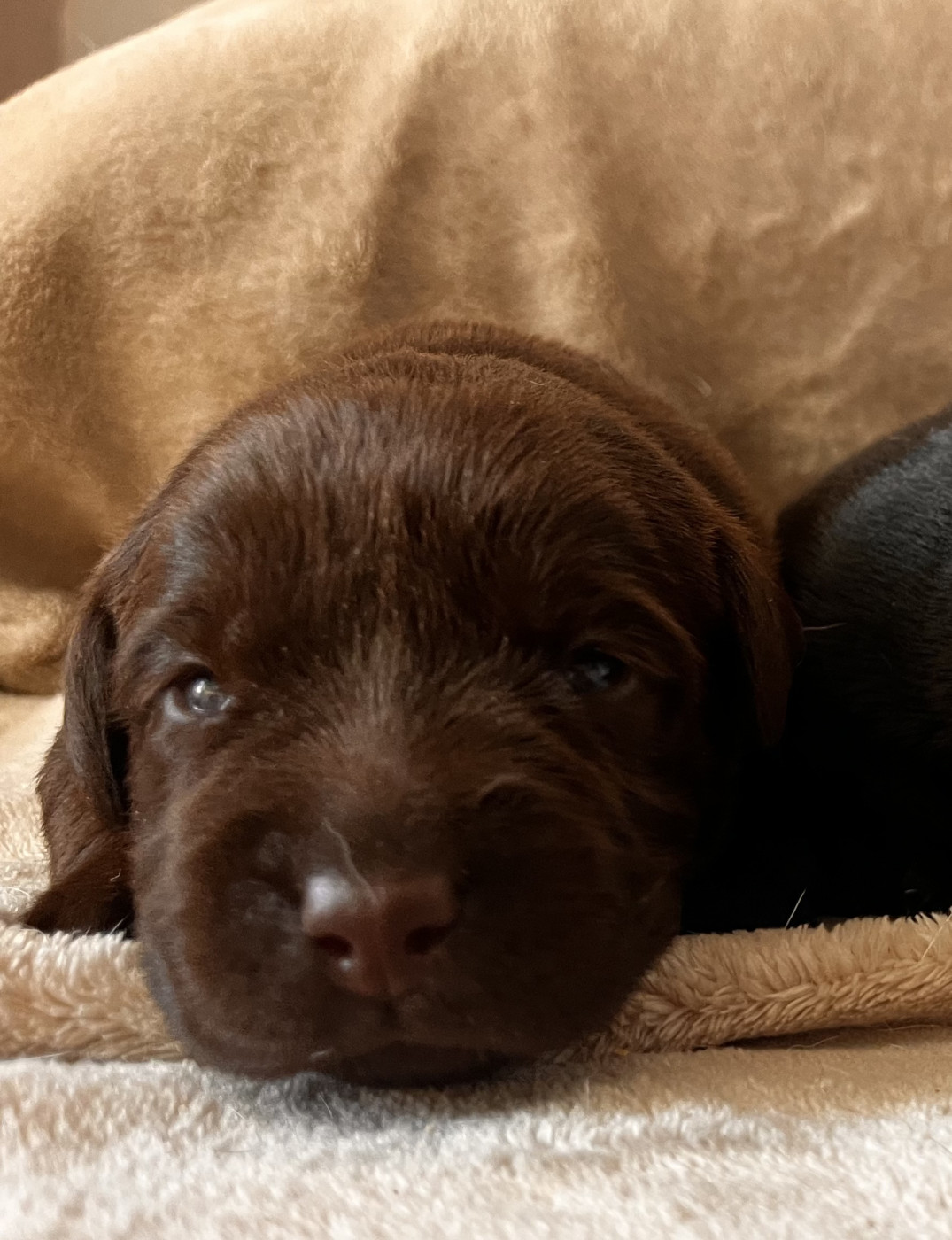 Mélissa Guyot - Chiots disponibles - Labrador Retriever
