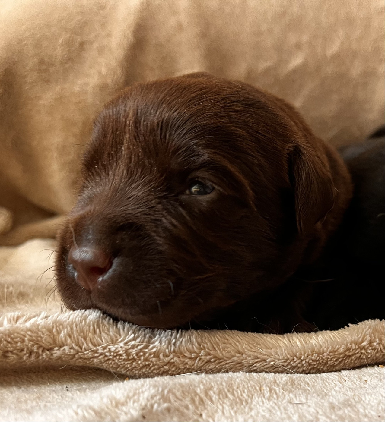 Mélissa Guyot - Chiots disponibles - Labrador Retriever