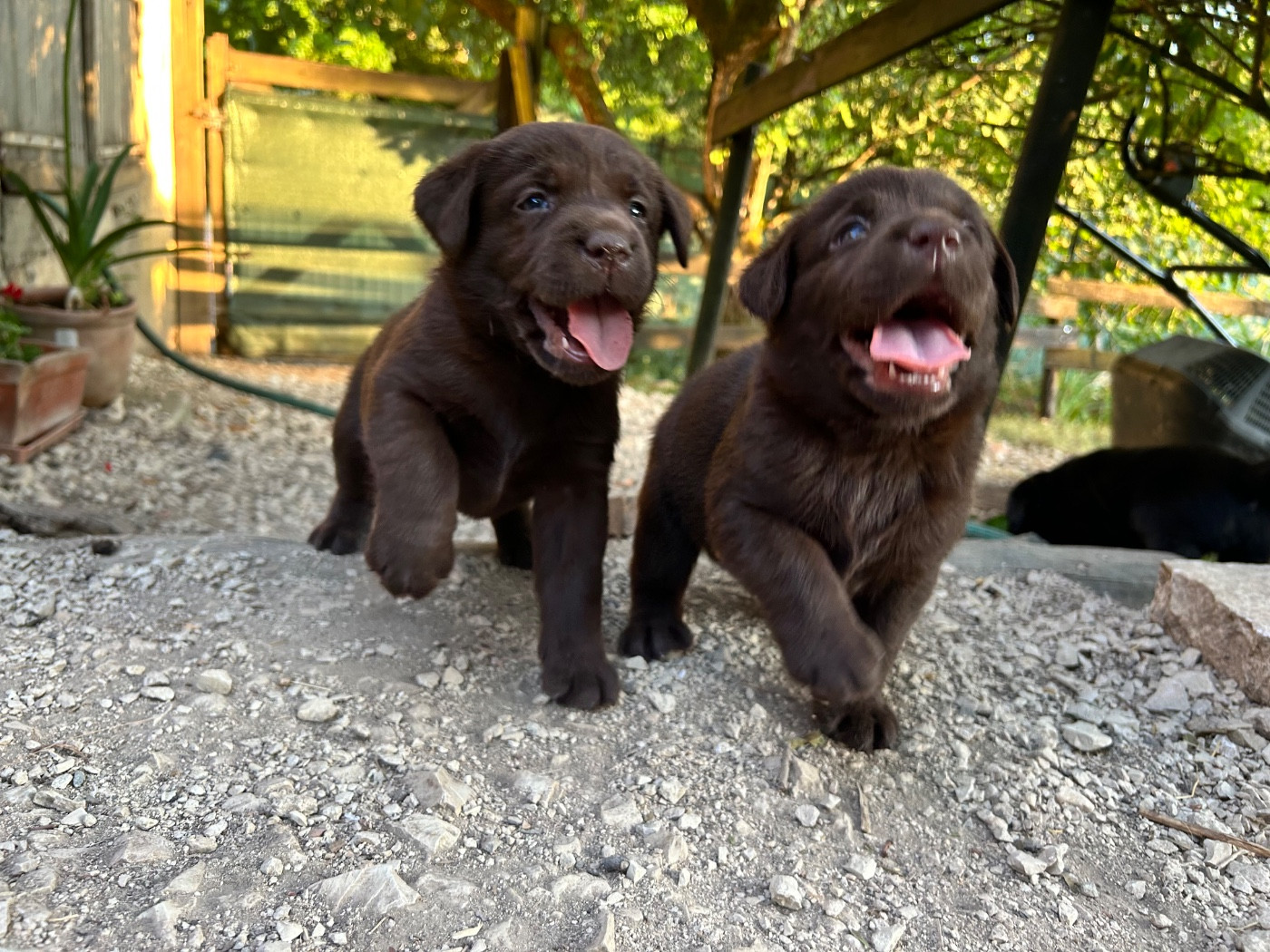 Mélissa Guyot - Chiots disponibles - Labrador Retriever