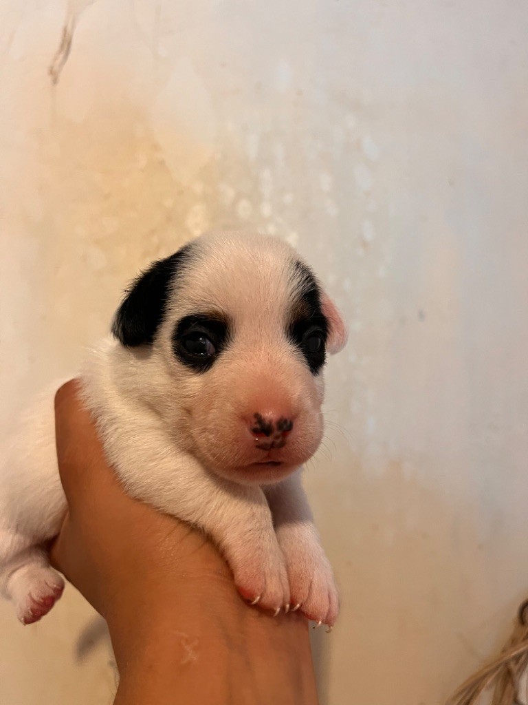 Mélissa Guyot - Chiots disponibles - Jack Russell Terrier