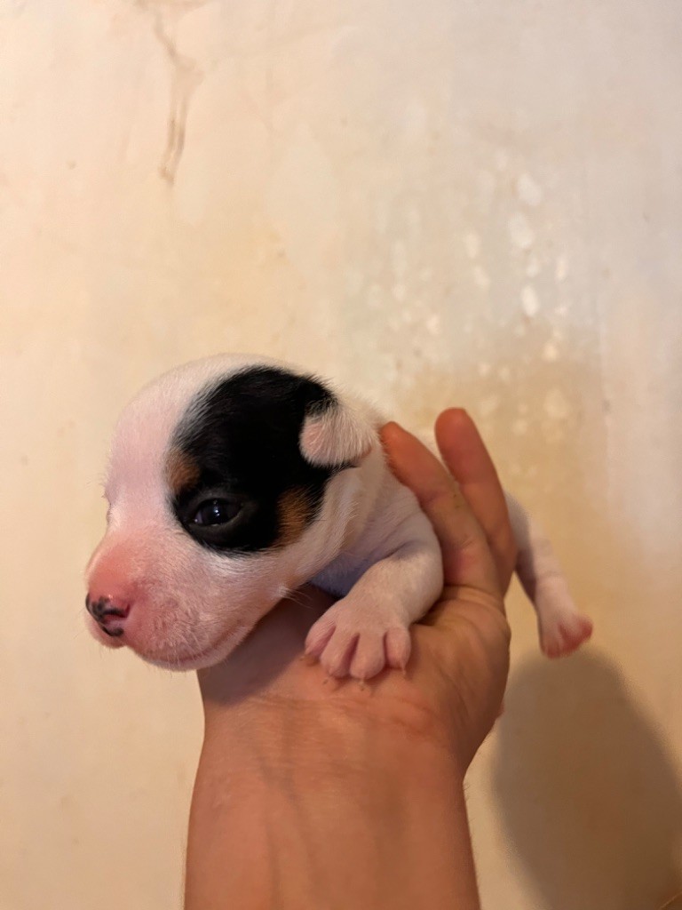 Mélissa Guyot - Chiots disponibles - Jack Russell Terrier