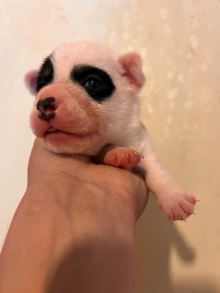 Mélissa Guyot - Chiots disponibles - Jack Russell Terrier