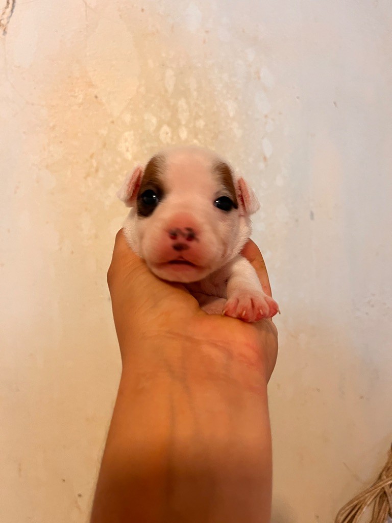 Mélissa Guyot - Chiots disponibles - Jack Russell Terrier
